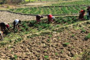 बालीमा फैलिएको गाँठे रोगले किसान मारमा