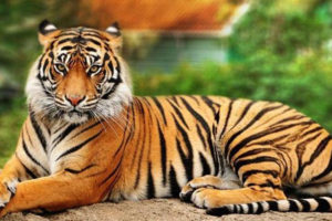 दुर्लभ पाटे बाघको राम्रो वासस्थान बन्दै मध्यवर्ती क्षेत्र