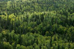 मोरङमा सामुदायिक वनमार्फत गरिबी न्यूनीकरण