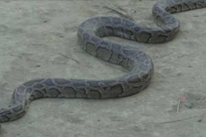 घरभित्रबाट दुर्लभ अजिंगरको उद्धार