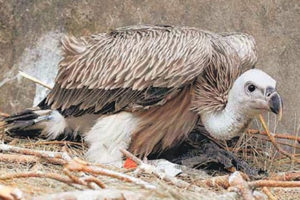 लोपोन्मुख गिद्धको बासस्थान पहिचान