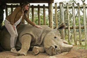 दुर्लभ सेतो गैँडाको अन्तिम भाले ‘सुडान’ को मृत्यु