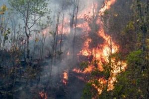 धनकुटामा बनको आगो बस्ती पस्यो, दुई घर जलेर नष्ट, दर्जनौ घर जोखिममा