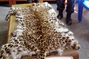 चितुवाको छालासहित एक पक्राउ