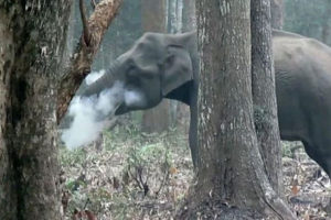 भारतमा हात्तीले ‘धूम्रपान’ गरेपछि विज्ञहरू छक्क (भिडियोसहित)