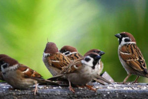 आज भँगेरा दिवस : जुम्राले टोकेपछि नुहाउने भँगेरा