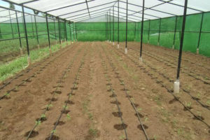 काठमाडौँ उपत्यकामा झण्डै ६० प्रतिशत किसान थोपा सिँचाइमा