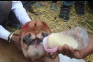 धरानमा जन्मियो अनौठो वाच्छि : दुइवटा मुख र ३ वटा आखा