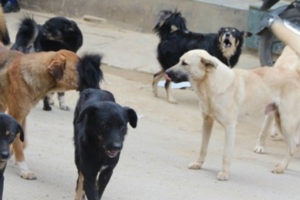 झापाको भद्रपुर नगरपालिका–३ मा बहुला कुकुरले टोकेर दुहुना गाई मरे