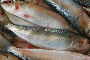 सुँघेरै जाँचिन्छ सीमा नाकामा माछा