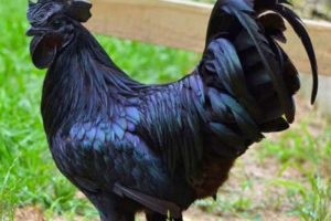 जब एउटा कुखुरामाथि भिडे दुईवटा राज्य