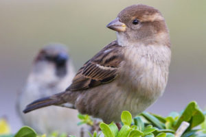 जलवायु परिवर्तनले भँगेरा लोप हुन थाले