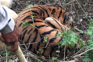 मान्छे मार्ने बाघ नियन्त्रणमा, चितवन निकुञ्ज ल्याइँदै