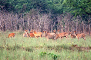 शुक्लाफाँटामा दुर्लभ वन्यजन्तु बाह्रसिंगाको अनुगमन