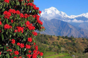 ‘तीनजुरे–गुफा–पाथीभरा पदयात्रा महोत्सव’ हुँदै