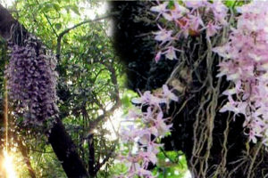 नयाँ वषको दिन मात्र फूल्ने हारमको फूल