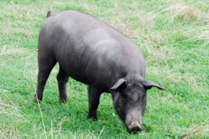 धनकुटामा सुँगुरको टोकाईबाट एक जनाको मृत्यु