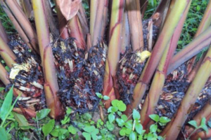 सेवा निवृत्त जीवन अलैँची खेतीमा