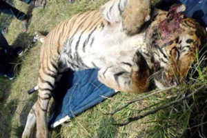 दुर्लभ पाटे बाघ मर्‍याे, दुई महिनामा चार मरे