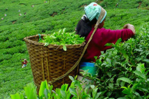 तेह्रथुमका चिया किसानले सुनाए जनप्रतिनिधिलाई समस्या