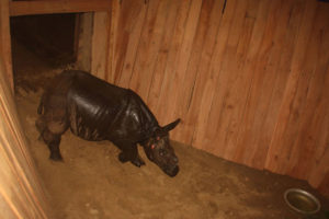 चिकित्सक–प्राविधिकसहित चीन सरकारलाई गैँडा पठाइने