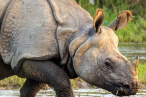 गैँडामाथि बसेर फोटो खिच्नेलाई सचेत गराई छाडियो