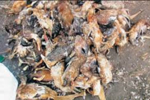 चितवनमा अज्ञात रोगबाट तीनहजार ५०० कुखुरा मरे