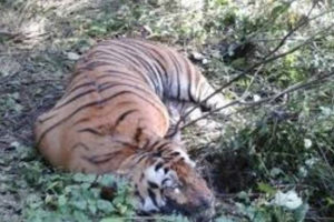 दुर्लभ पाटेबाघ मर्यो, अनुसन्धानका लागि नमूना संकलन