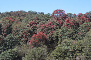 राजधानीमै कम फुल्यो गुराँस, पर्यटकमा देखियो निराशा