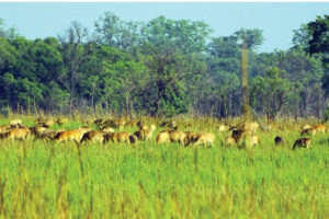 मनमोहक शुक्लाफाँटा निकुञ्ज: थोरै क्षेत्रफलमा धेरै बाघ