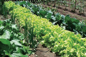 क्वाटरमा तरकारी फलाउँदै मन्त्री तामाङ