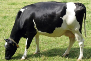 भारततर्फ तस्करी गरी लैजान लागिएको गाई, बाछाबाछी नियन्त्रणमा