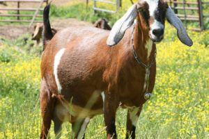 एउटै बाख्राको मूल्य साढे चारलाख रुपैयाँ