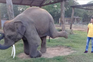 नेपाली भाषा बुझ्ने हात्तीे !