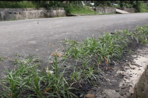 पीच गरिएको एक सातामै सडकमा उम्रियो झार, सडकमा नुन खन्याउदै जनप्रतिनिधि (भिडियोसहित)