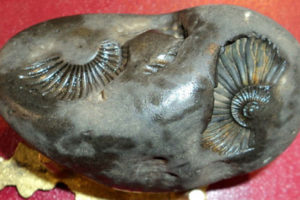 भारतीय प्रमलाई शालिग्राम उपहार दिइने