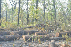 सामुदायिक वनमा मनपरी रूख कटान