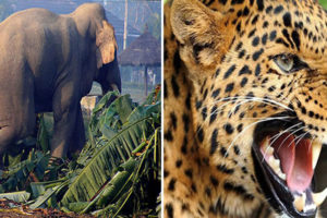 मानव–वन्यजन्तु द्वन्द्व: ९ महिनामा १० व्यक्तिको मृत्यु