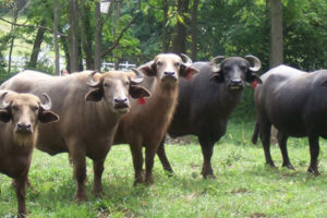 सुनसरीमा भैसी सुन्दरी प्रतियोगिता हुने