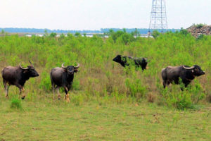 कोशी टप्पुमा अर्नाको संख्या ४४१ पुग्यो