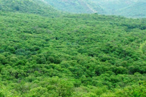 नेपालमा सामुदायिक वनको अवधारणा वरदान सावित हुँदै