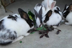 खरायो पालेर मासिक २० हजार कमाई