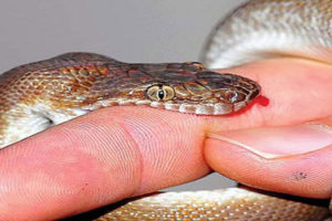 महोत्तरीमा एकै दिन सर्पले टोकेर ४ जनाको मृत्यु