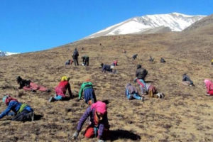डोल्पाका विद्यार्थी यार्सा खोज्न पाटनतिर