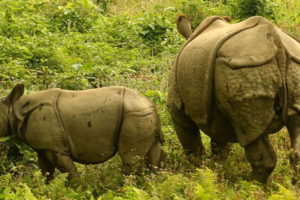 ‘भद्र’ र ‘रुपसी’लाई चीन पठाइने