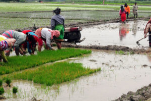 कोशीमा घट्यो धान रोपाइँ, गतवर्षको भन्दा २१ प्रतिशतले कमी