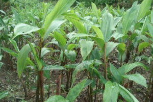 इलाममा अलैँचीको बिरुवा बिक्न छाड्यो