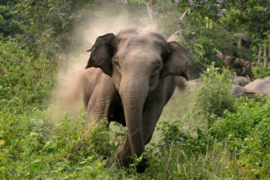 झापामा जंगली हात्तीको आक्रमणबाट श्रीमतीको मृत्यु, श्रीमान घाइते