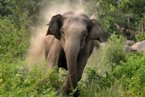 सप्तरीमा हात्तीले आक्रमण गर्दा किसानको मृत्यु