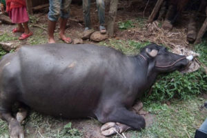 आकाशबाट परेको धमिलो पानी खुवाउँदा काभ्रेमा गाइवस्तु मर्न थाले